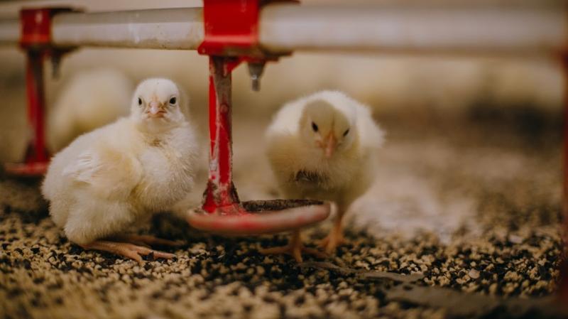 Понад 1,3 млн бройлерів на рік — на Львівщині будують нові пташники