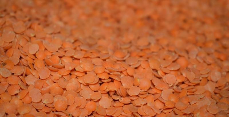 Площі під сочевицею зростають, науковець назвав переваги культури Площі під сочевицею зростають, науковець назвав переваги культури