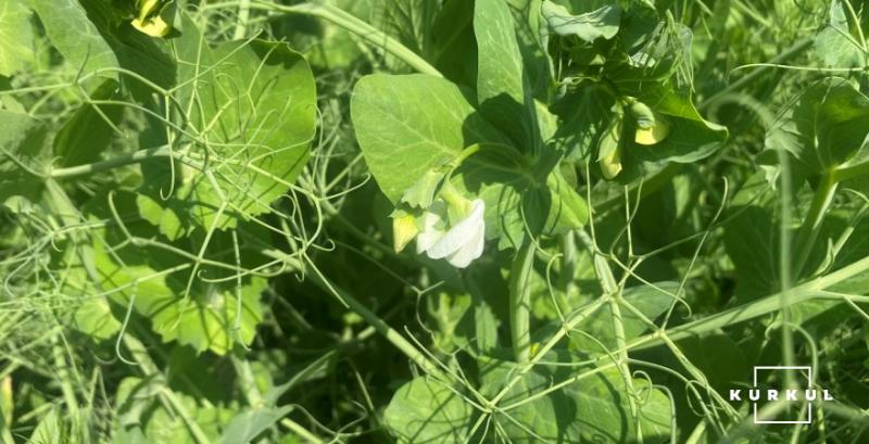 Компанія LNZ Group переглянула структуру посівів на 2026 рік