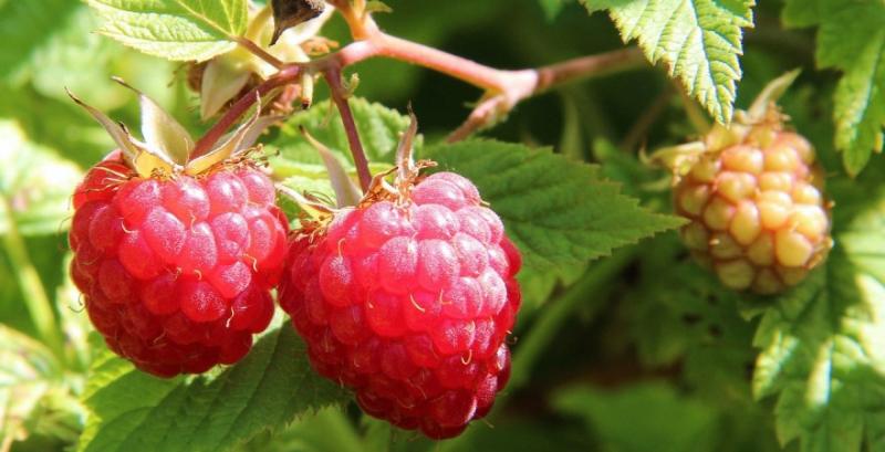 Ремонтантну малину в тунелях можна збирати до грудня — досвід Ремонтантну малину в тунелях можна збирати до грудня — досвід