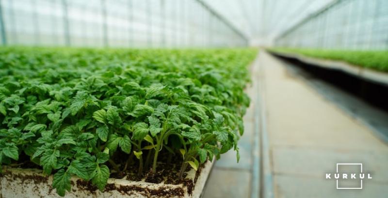 Завдяки грантам вінницькі фермери збільшили обсяги виробництва овочів закритого ґрунту