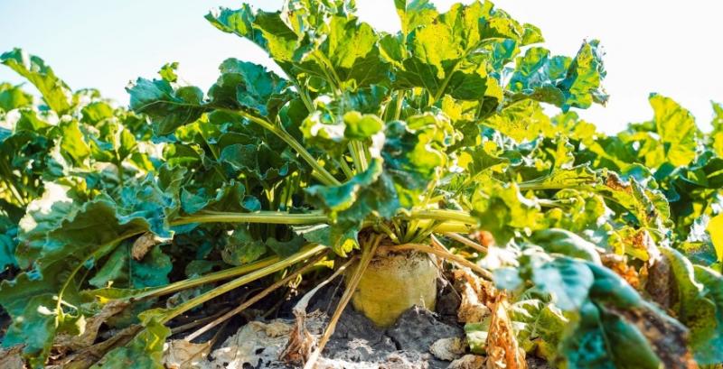 Попри нижчу врожайність цукристість вища — на Черкащині підбили підсумки збору цукрових буряків Попри нижчу врожайність цукристість вища — на Черкащині підбили підсумки збору цукрових буряків