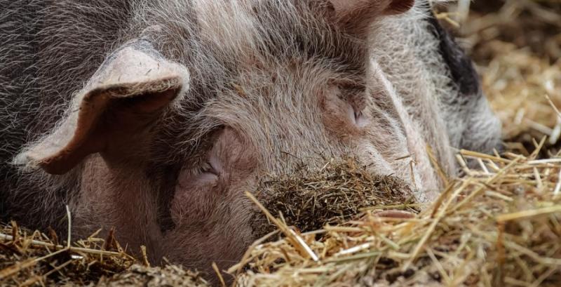 Живець свиней подешевшав до 66 грн/кг