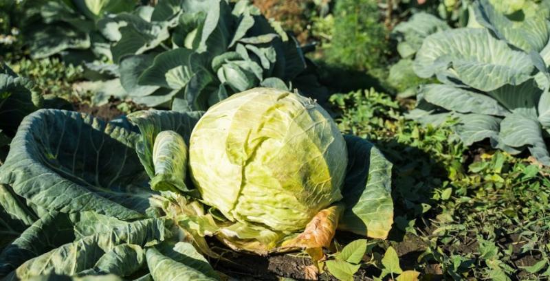 Ціни на капусту відновили зростання