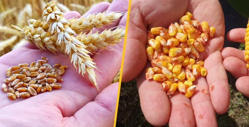 USDA збільшило прогноз світового виробництва кукурудзи та пшениці