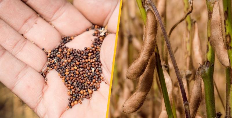 Термін подання заявок на звільнення від мит на експорт ріпаку та сої подовжено