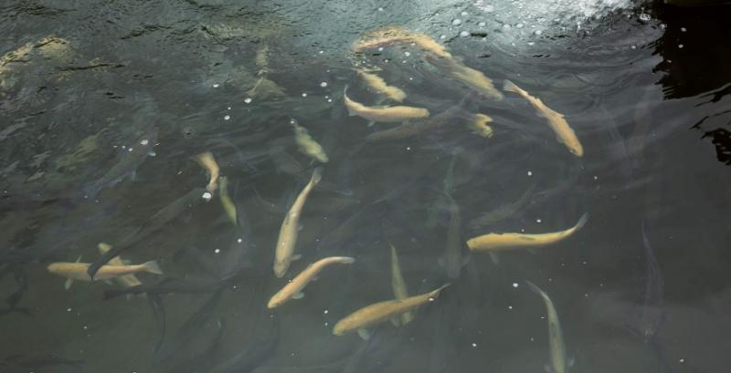 Осетрівництво в Україні: основні технології та їх ризики