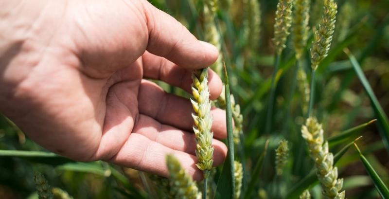 У сезоні 2026 аграрії Кіровоградщини планують збільшити площі під пшеницею та цукровими буряками