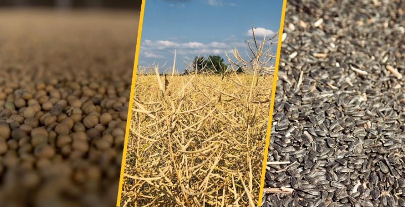 USDA підвищило прогноз світового виробництва олійних культур