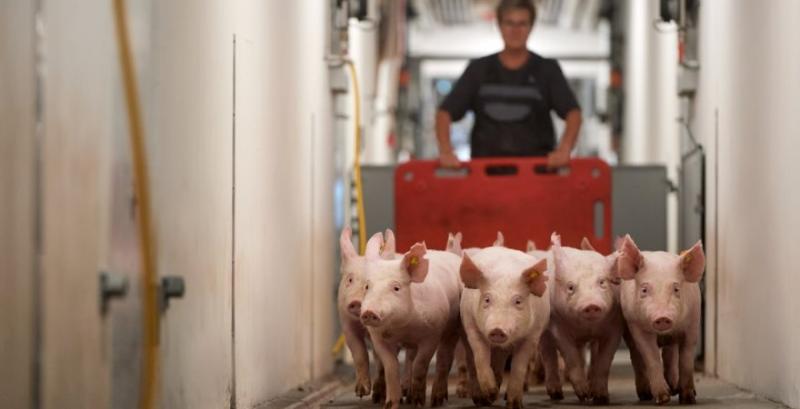 Українські свинарі отримають доступ до елітної племінної генетики