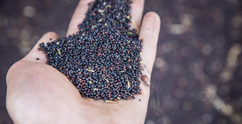 Ріпак має перспективу стати «золотом» для переробників — експерт