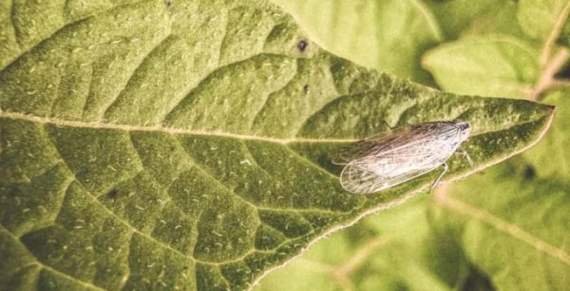 Очеретяна цикадка