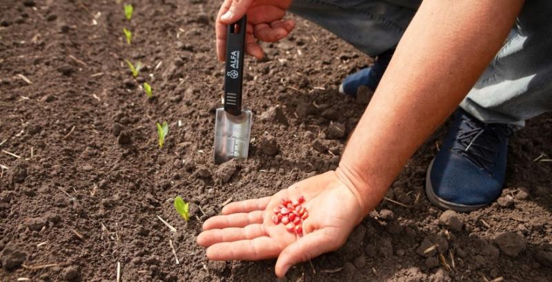 Фермери двох областей можуть отримати ваучери на насіння та добрива для весняної посівної