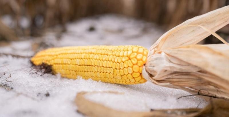 В Україні продовжується збір кукурудзи — за тиждень намолочено 200 тисяч т