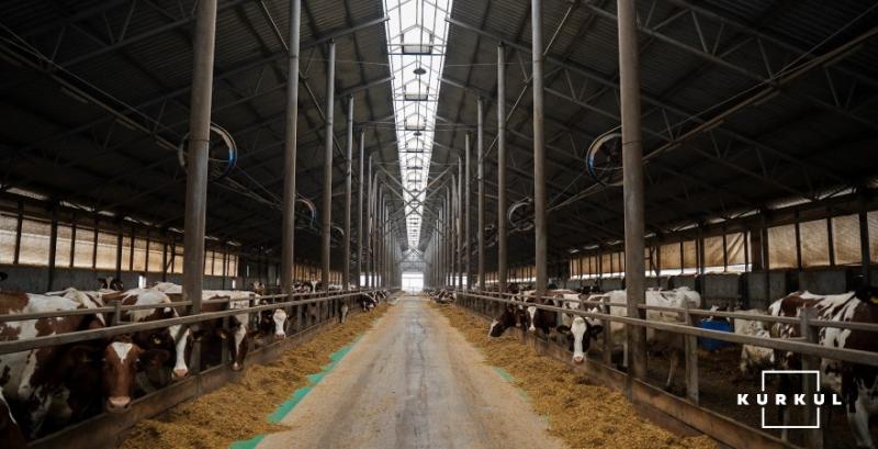 Молочна ферма ПрАТ «Чернігівське Племпідприємство»