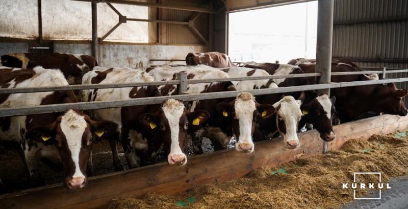 Завдяки власному комбікормовому заводу молочна ферма з Чернігівщини на 20% зменшила витрати на корми