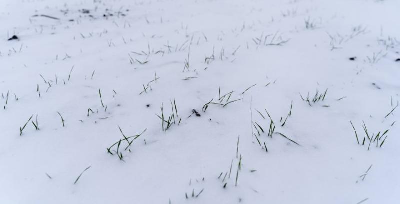 Крижана кірка може негативно вплинути на посіви озимих культур — Авраменко