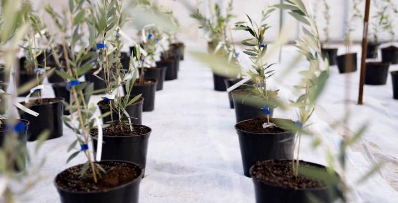 На Херсонщині стартувало експериментальне вирощування оливок