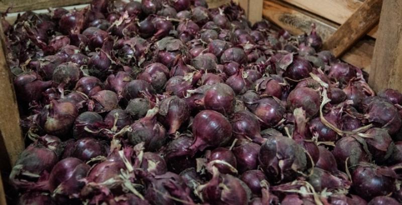 Механізація виробництва в овочівництві дає змогу частково розв’язати проблему з кадрами Механізація виробництва в овочівництві дає змогу частково розв’язати проблему з кадрами