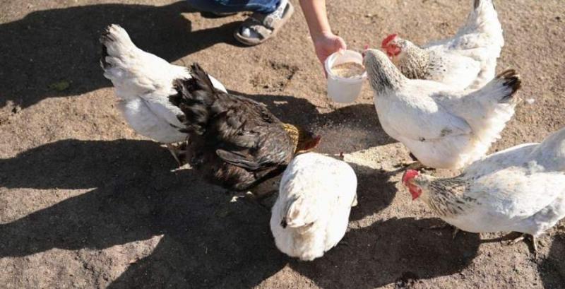 Птахоферма Наталії Клюйко Птахоферма Наталії Клюйко