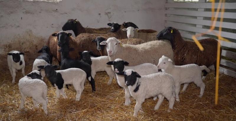 Ветеран з Хмельниччини розвиває овечу ферму