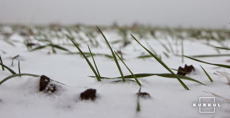 Умови перезимівлі озимих культур задовільні — Укргідрометцентр Умови перезимівлі озимих культур задовільні — Укргідрометцентр