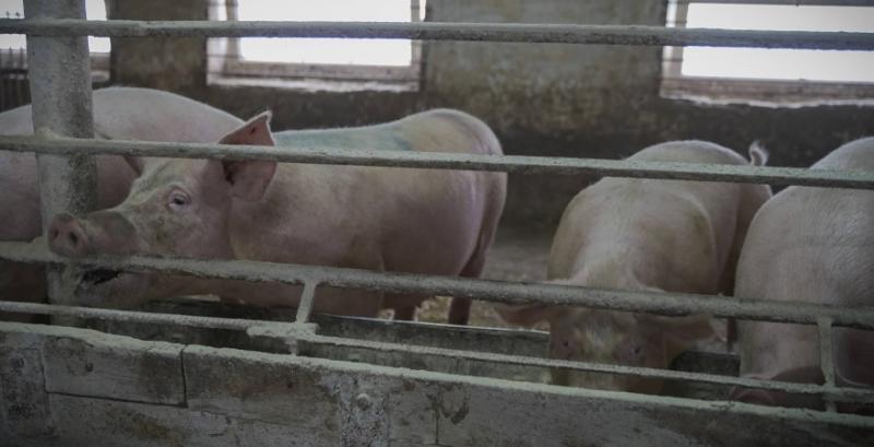 Ціни на живих свиней стабілізувались Ціни на живих свиней стабілізувались