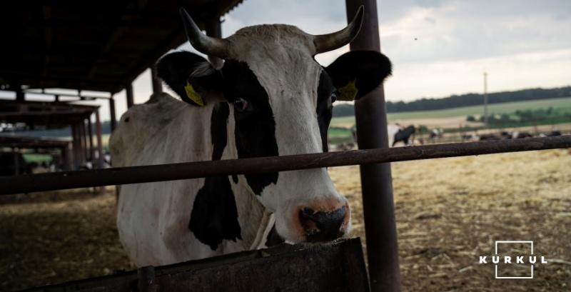 Україна відкрила три нові напрями експорту великої рогатої худоби до Алжиру Україна відкрила три нові напрями експорту великої рогатої худоби до Алжиру