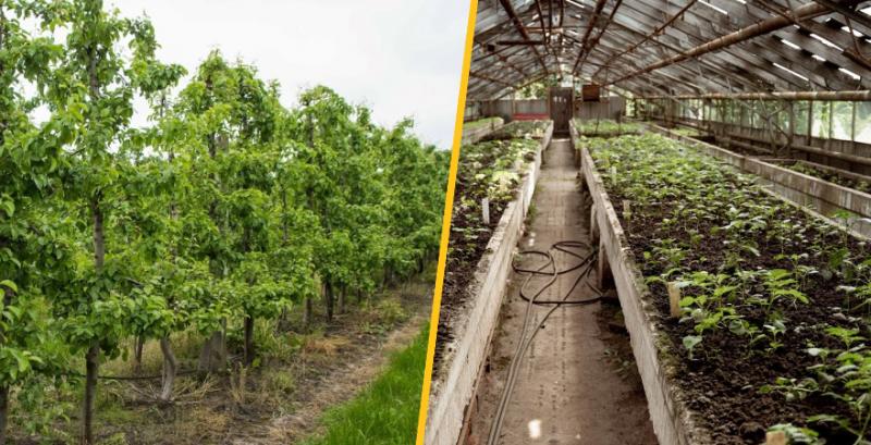 Мінекономіки відновлює грантову програму підтримки садівництва та тепличного господарства