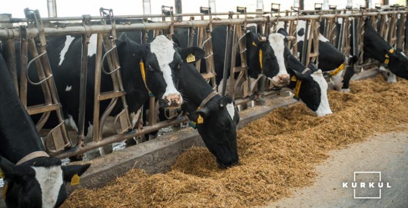 Молочні ферми у 10 областях наростили поголів'я корів Молочні ферми у 10 областях наростили поголів'я корів
