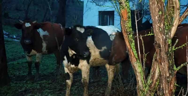 Зооволонтери Одещини виявили поголів'я корів на занедбаній території дитячого табору