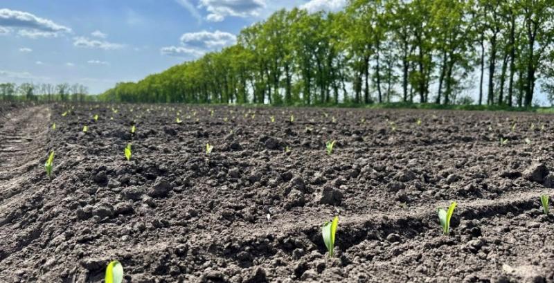 Фермери змушені переглядати структуру посівів у сезоні 2026 