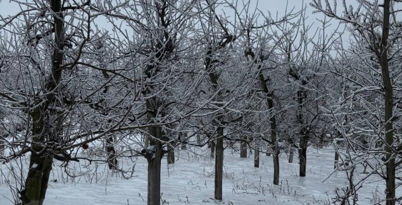 У садах під вагою льодяного покриву ламаються молоді плодові дерева — фермер з Вінниччини