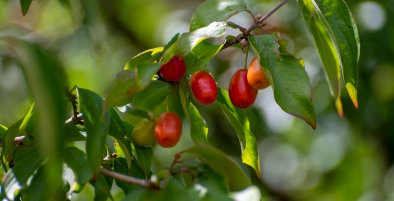 Famberry планує відновити свій кизиловий сад після деокупації Famberry планує відновити свій кизиловий сад після деокупації