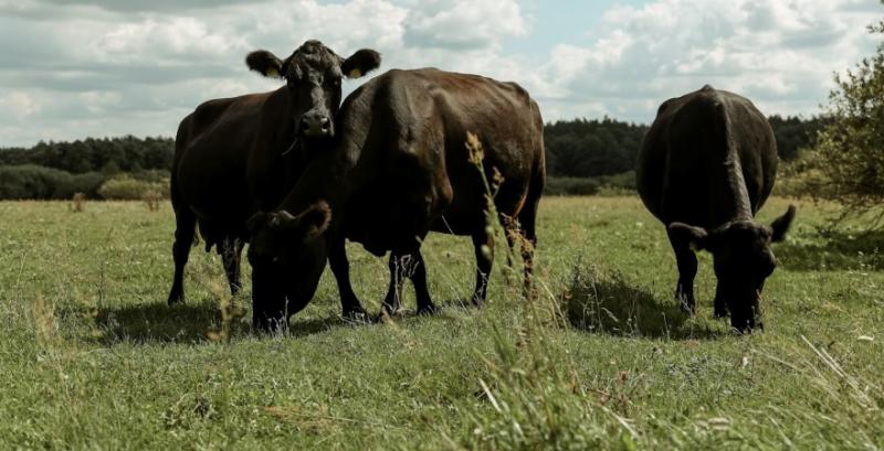 В Україні затвердили програму розвитку тваринництва на період до 2033 року