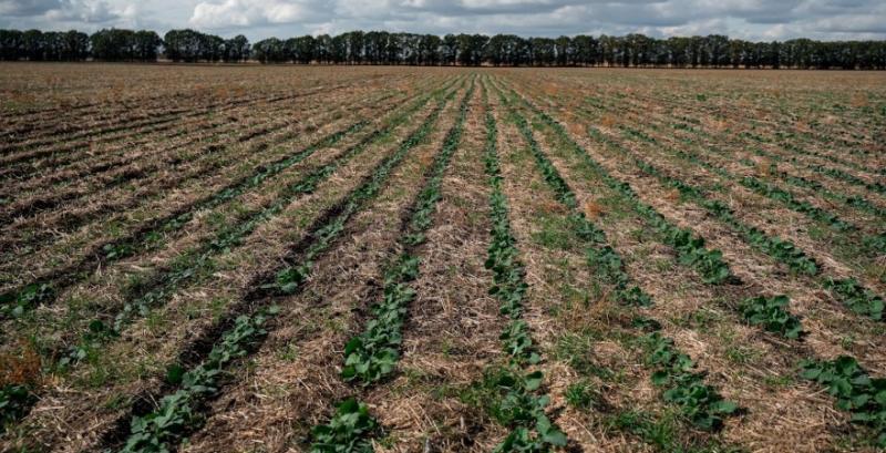 Ріпак посіяний по strip-til Ріпак посіяний по strip-til