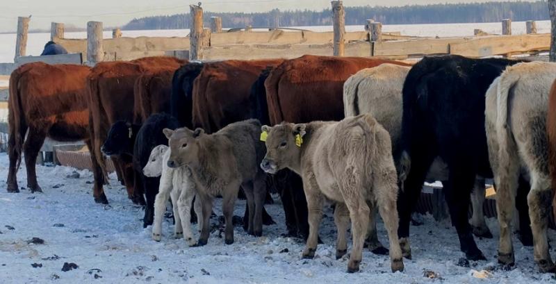 Господарство з Чернігівщини розводить м'ясну породу корів Мюррей Грей Господарство з Чернігівщини розводить м'ясну породу корів Мюррей Грей