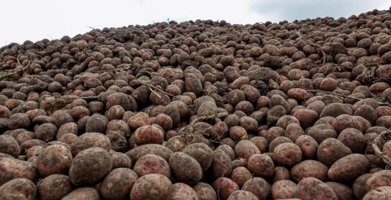 Україна збільшила імпорт картоплі у 2,4 раза