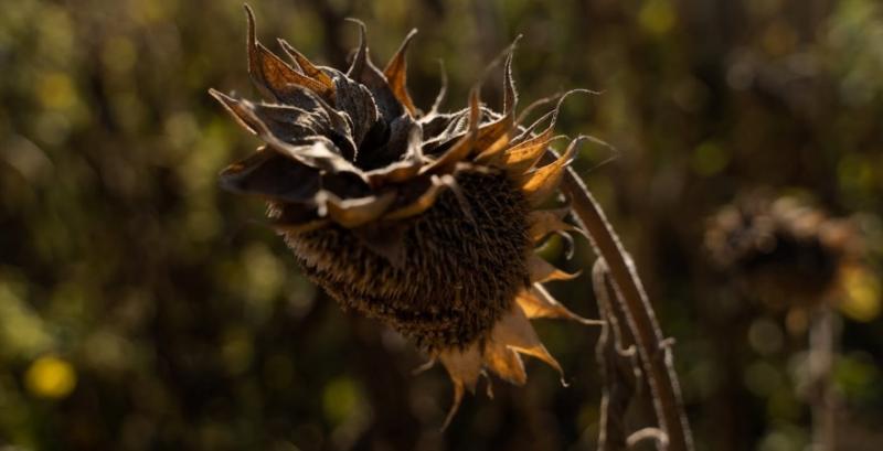 Аналітики прогнозують зниження цін на соняшник