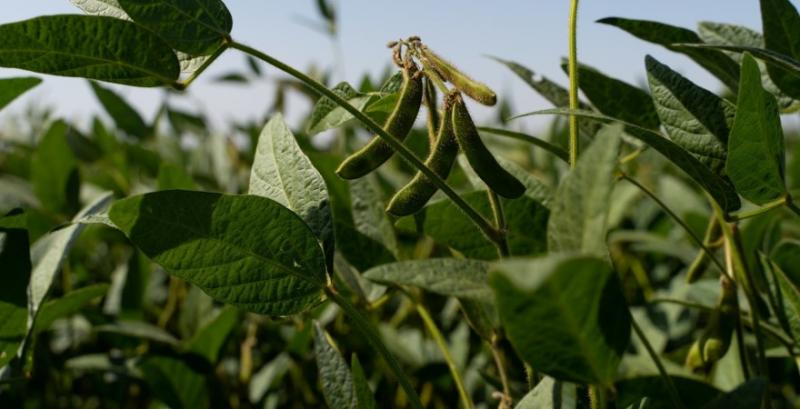 У сезоні 2026 площі під соєю можуть зменшитись до рівня 2023 року — експерт