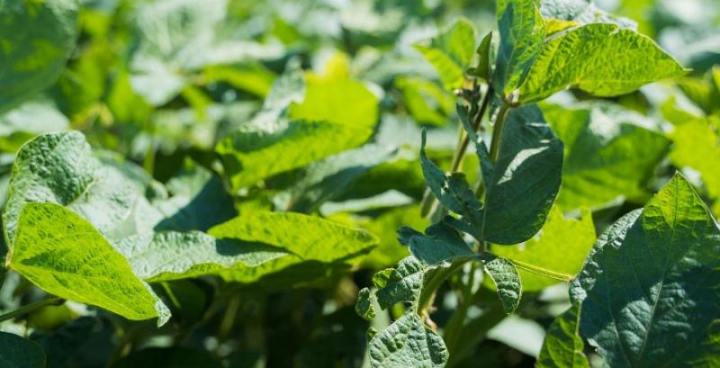 Захист сої від хвороб і шкідників у сезоні 2026: практичні рекомендації фахівця