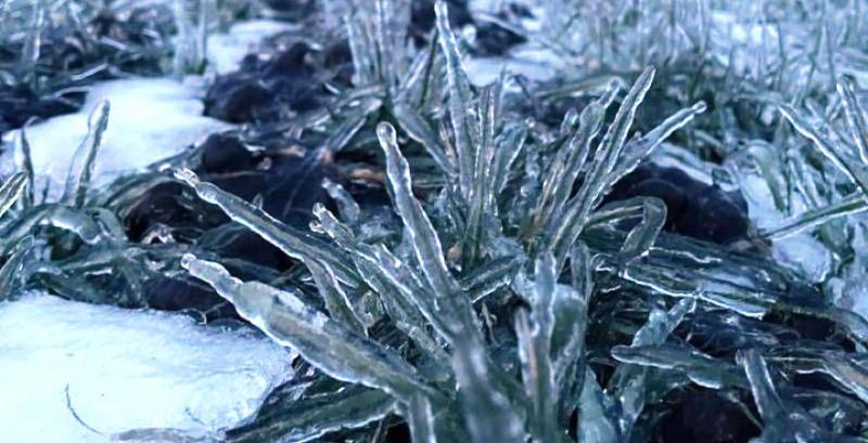 Озима пшениця під льодяною кіркою