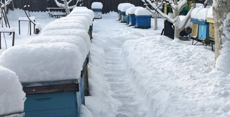 Пасіка Олександра Харченка