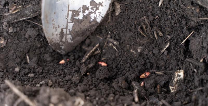 Компенсаторні сорти здатні пристосовуватися до змін умов вирощування — експерт