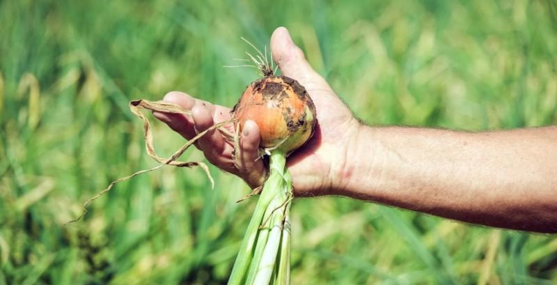 Масштабування в овочівництві за зерновими нормами практично неможливе — експерт