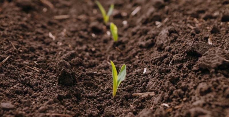 Аграрії розповіли про ризики ранньої сівби кукурудзи