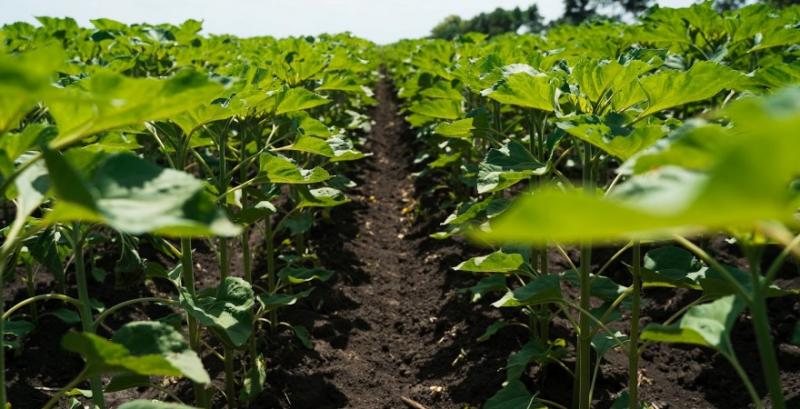 Поточного сезону господарства збільшать площі соняшника на 5-20% — прогноз