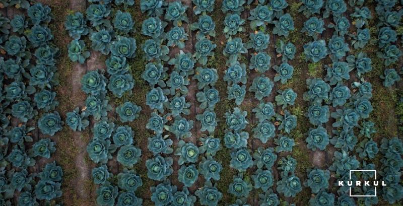 Не існує такої овочевої культури, яка була б прибутковою щороку — фермер