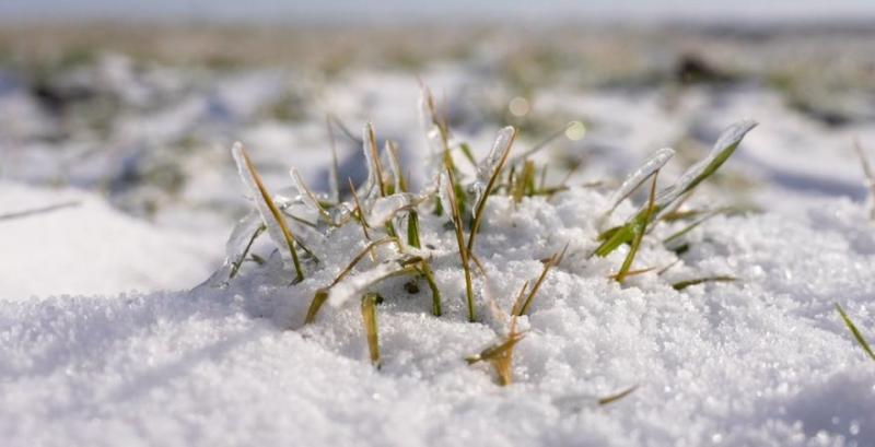 Через погодні умови аграрії можуть втратити до 1 млн га озимих культур