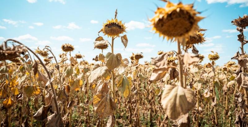 Аграрії втратили 6 млн тонн соняшнику